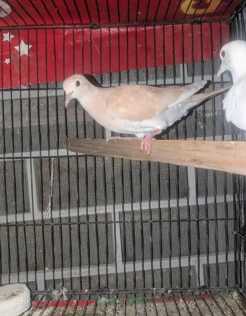 Doves 1