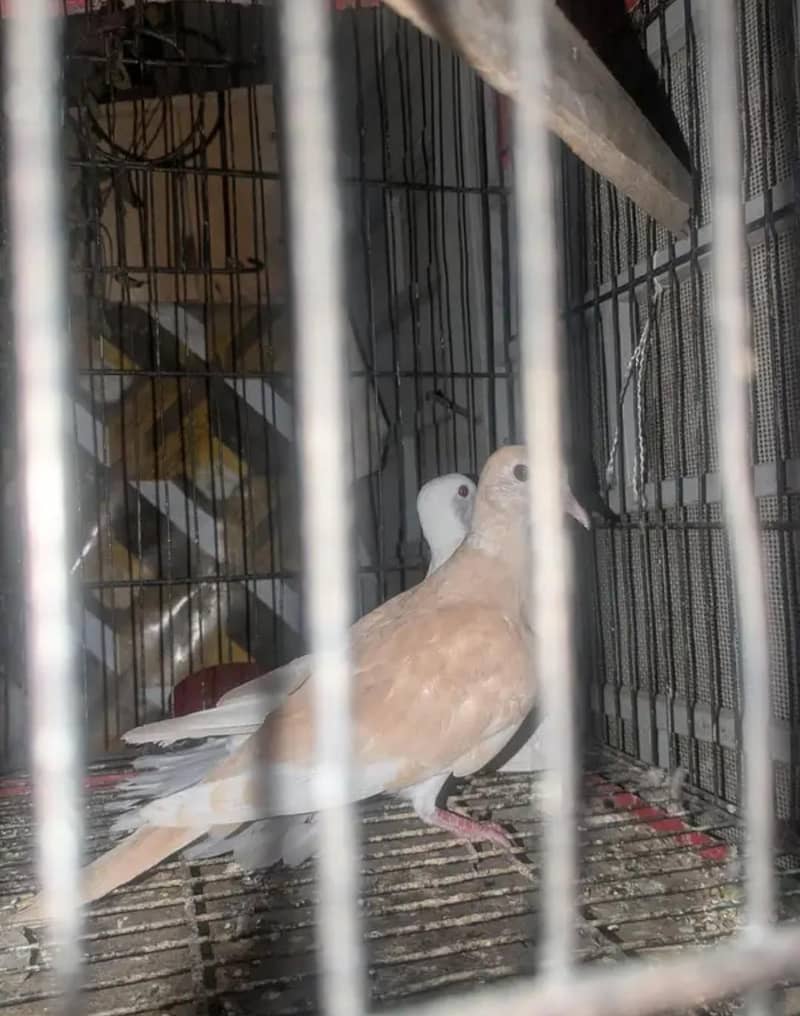 Doves 2