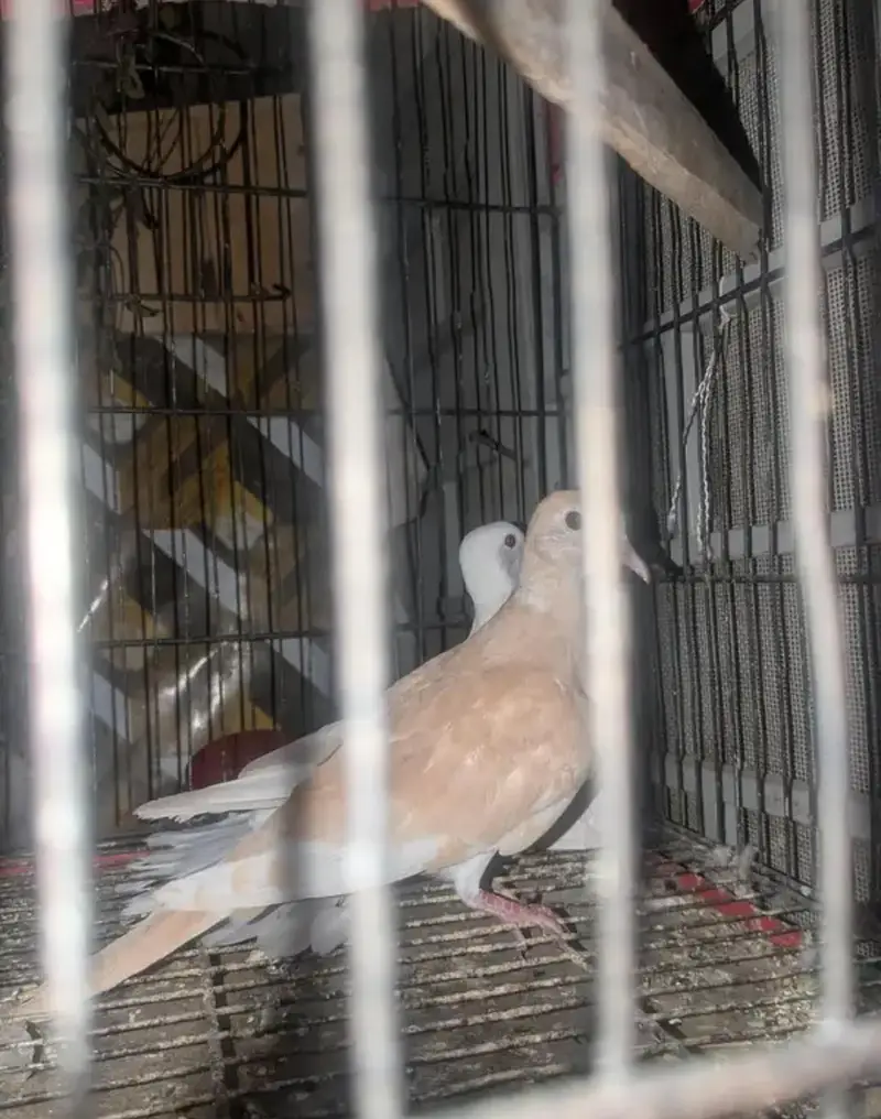 Doves — photo 3