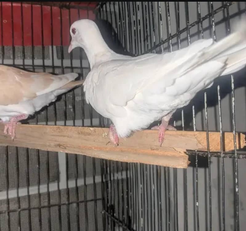 Doves 3