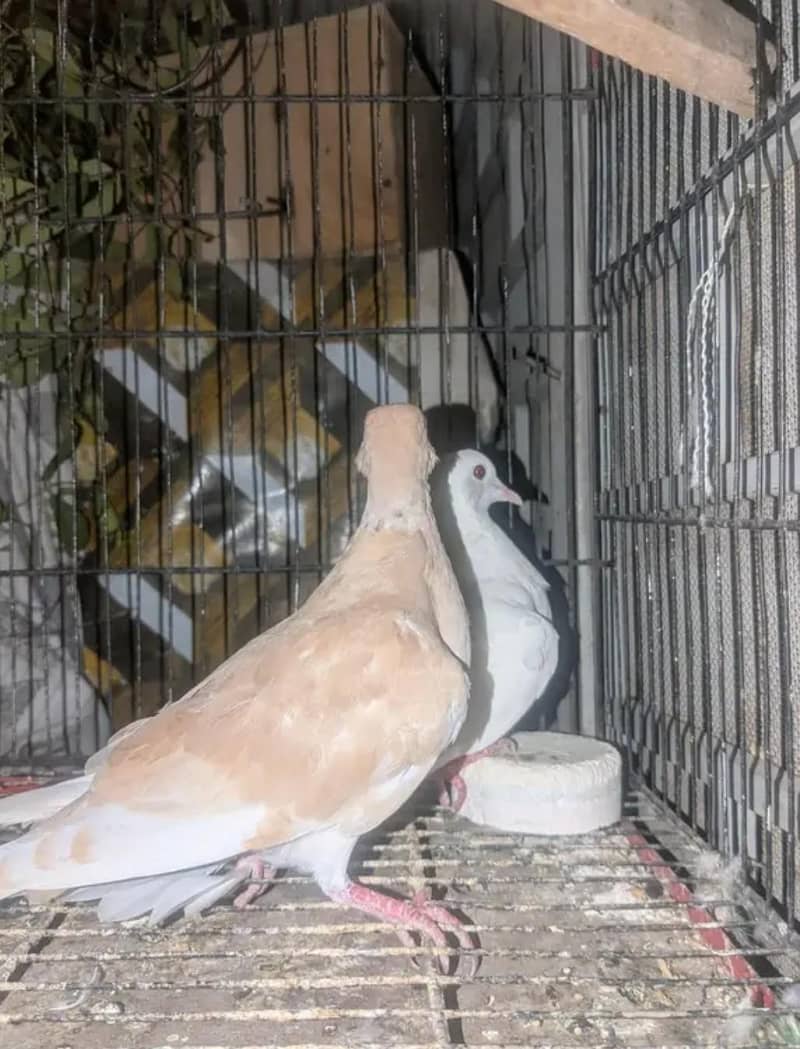 Doves 4