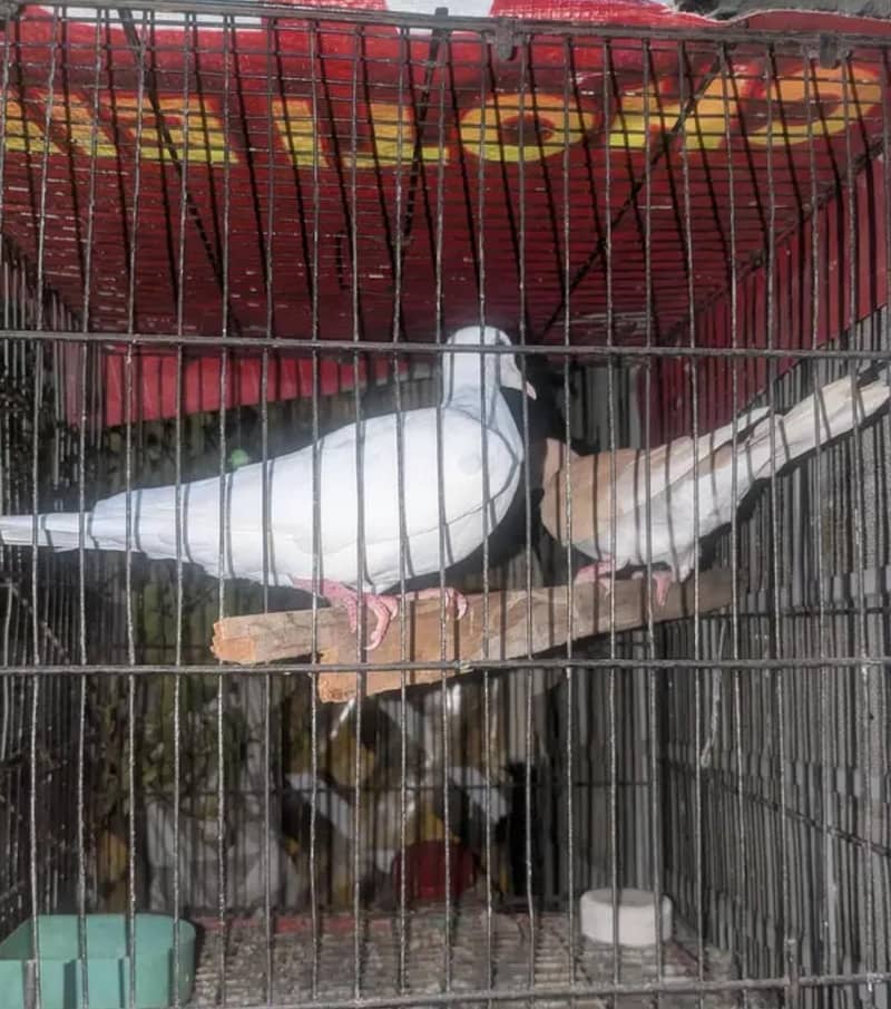 Doves 5