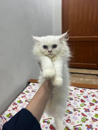 cat Persian