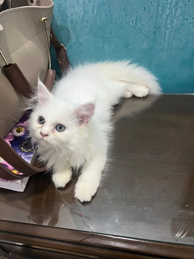 cat Persian — photo 2