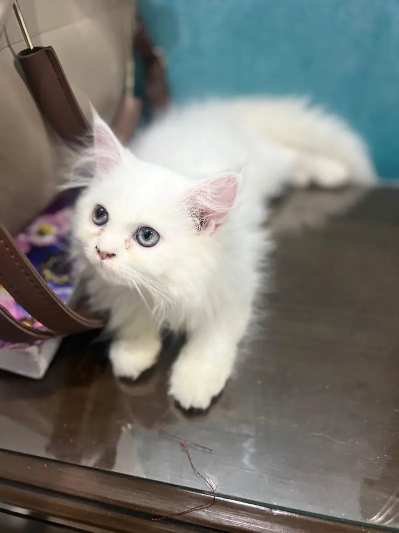 cat Persian — photo 3