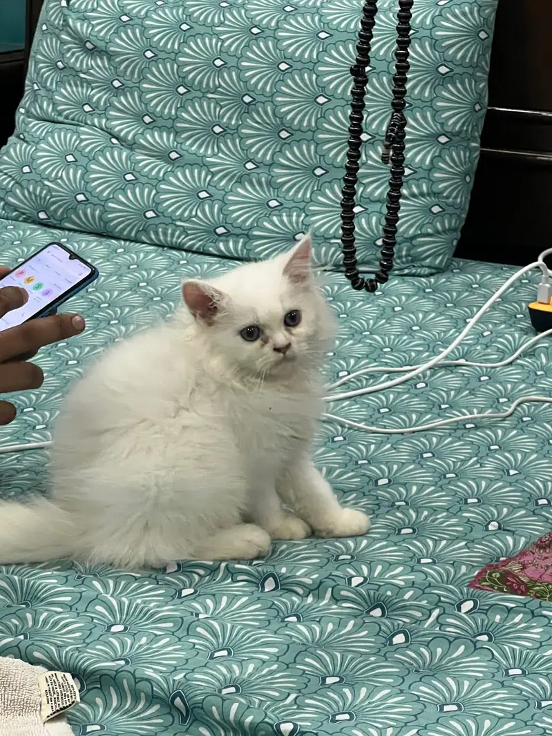 cat Persian — photo 4