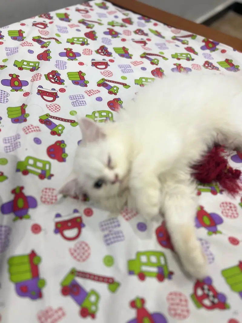 cat Persian — photo 5