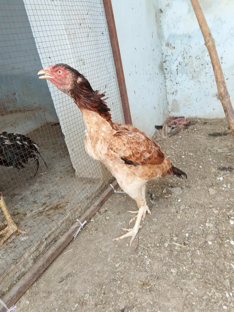 beautiful aseel — photo 5