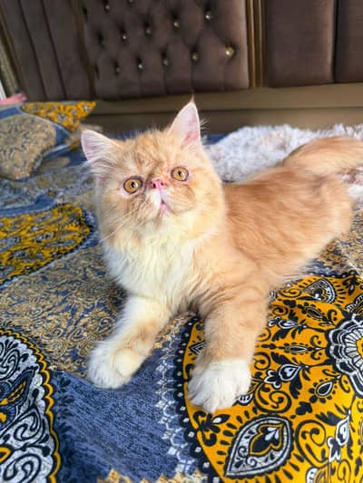 pure persian piki bloodline male kitten