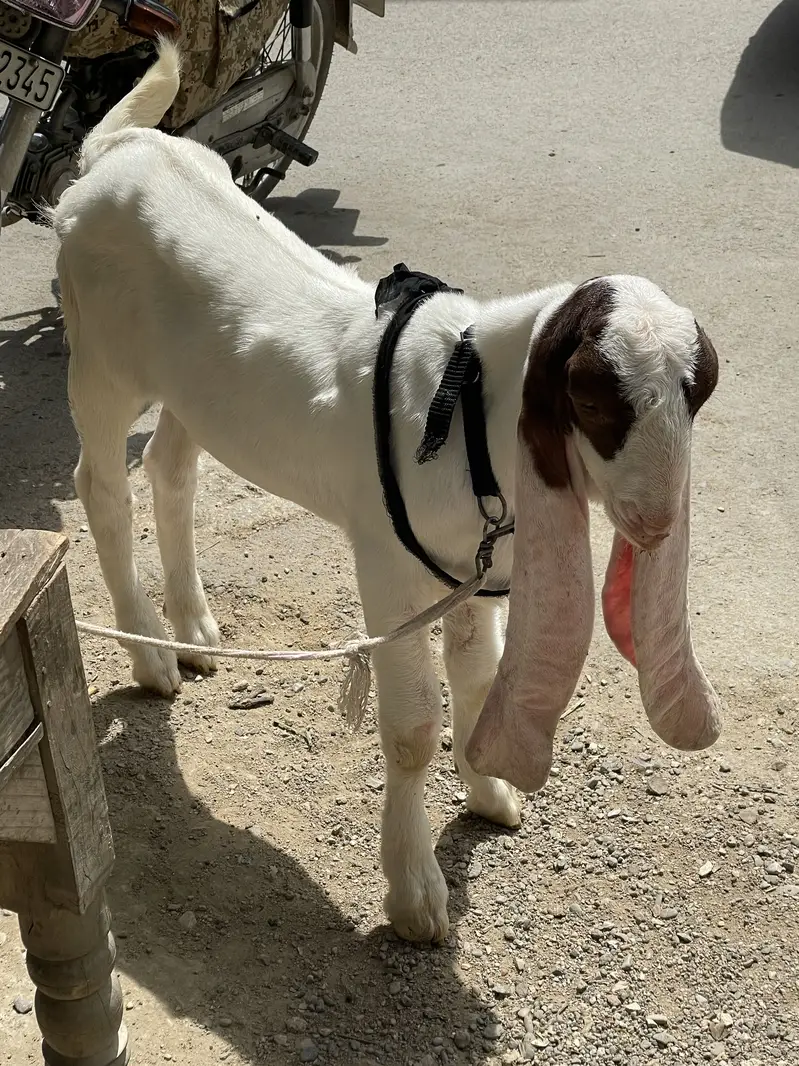 Gulabi rajanpuri cross double haddi ka bacha he — photo 2