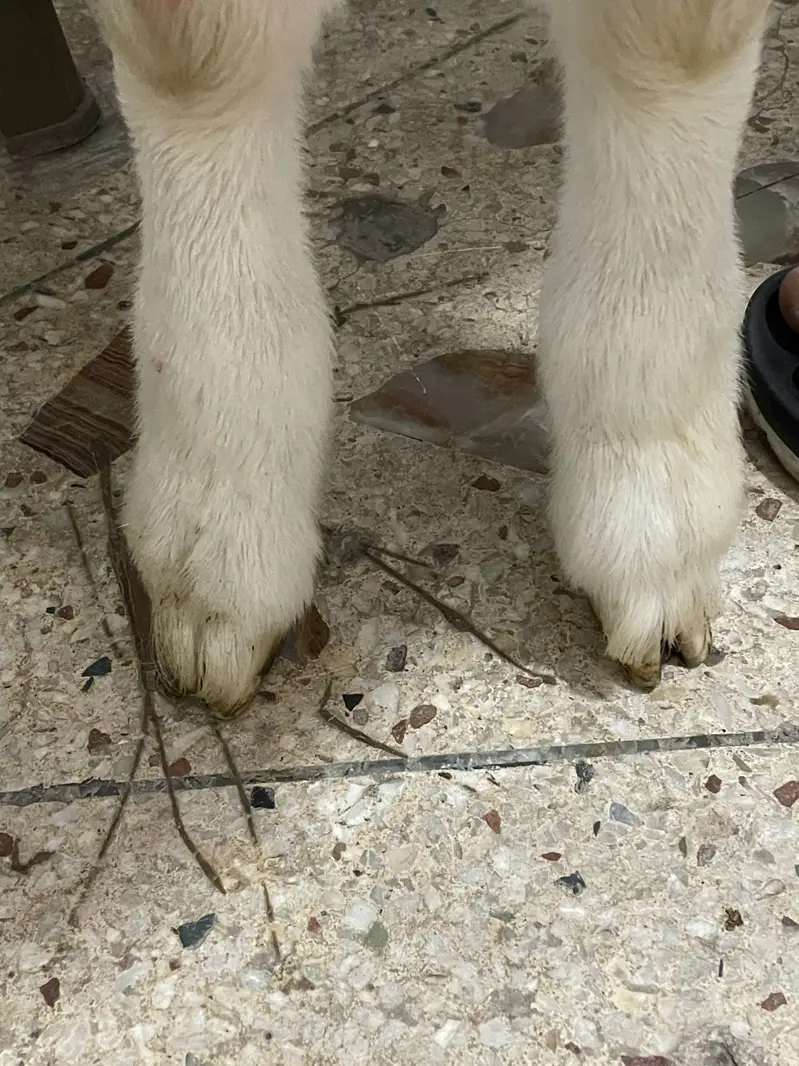 Gulabi rajanpuri cross double haddi ka bacha he — photo 3