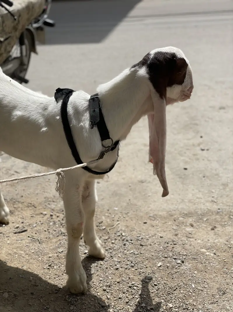 Gulabi rajanpuri cross double haddi ka bacha he — photo 4