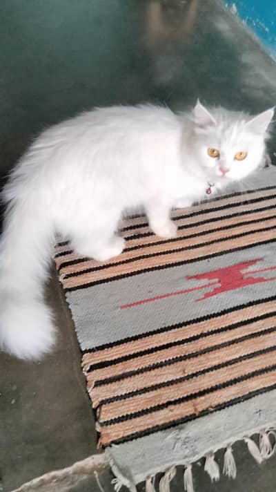 percian playful cat