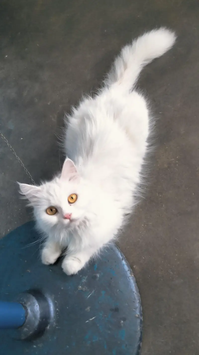 percian playful cat — photo 2