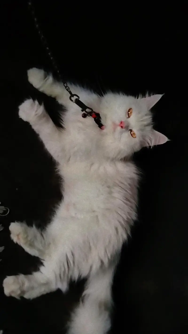 percian playful cat — photo 3