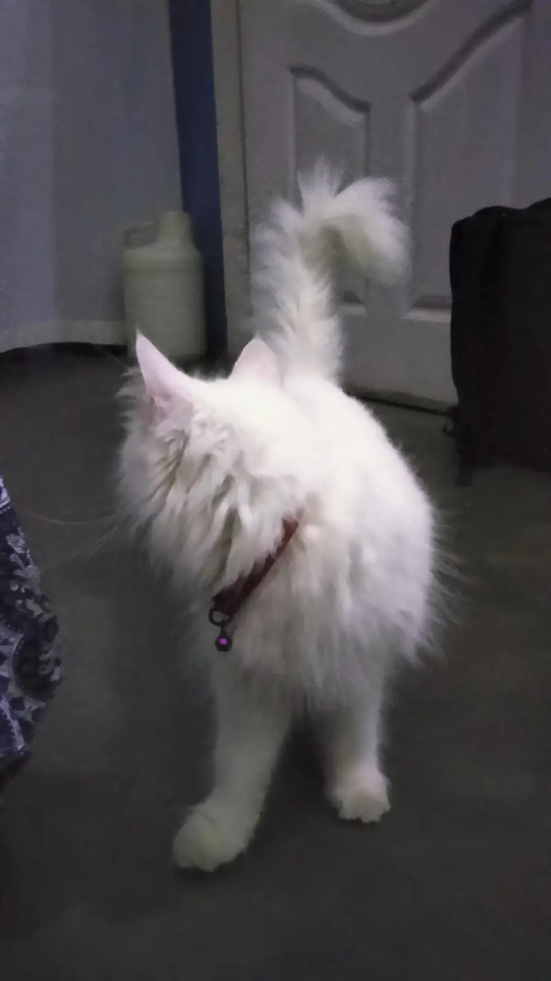 percian playful cat — photo 4