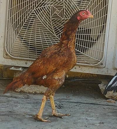 High quality Aseel mianwali breeding female