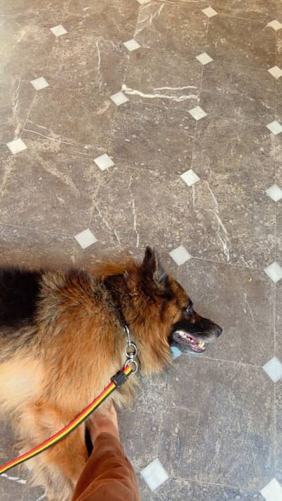 German shepherd long coat stud