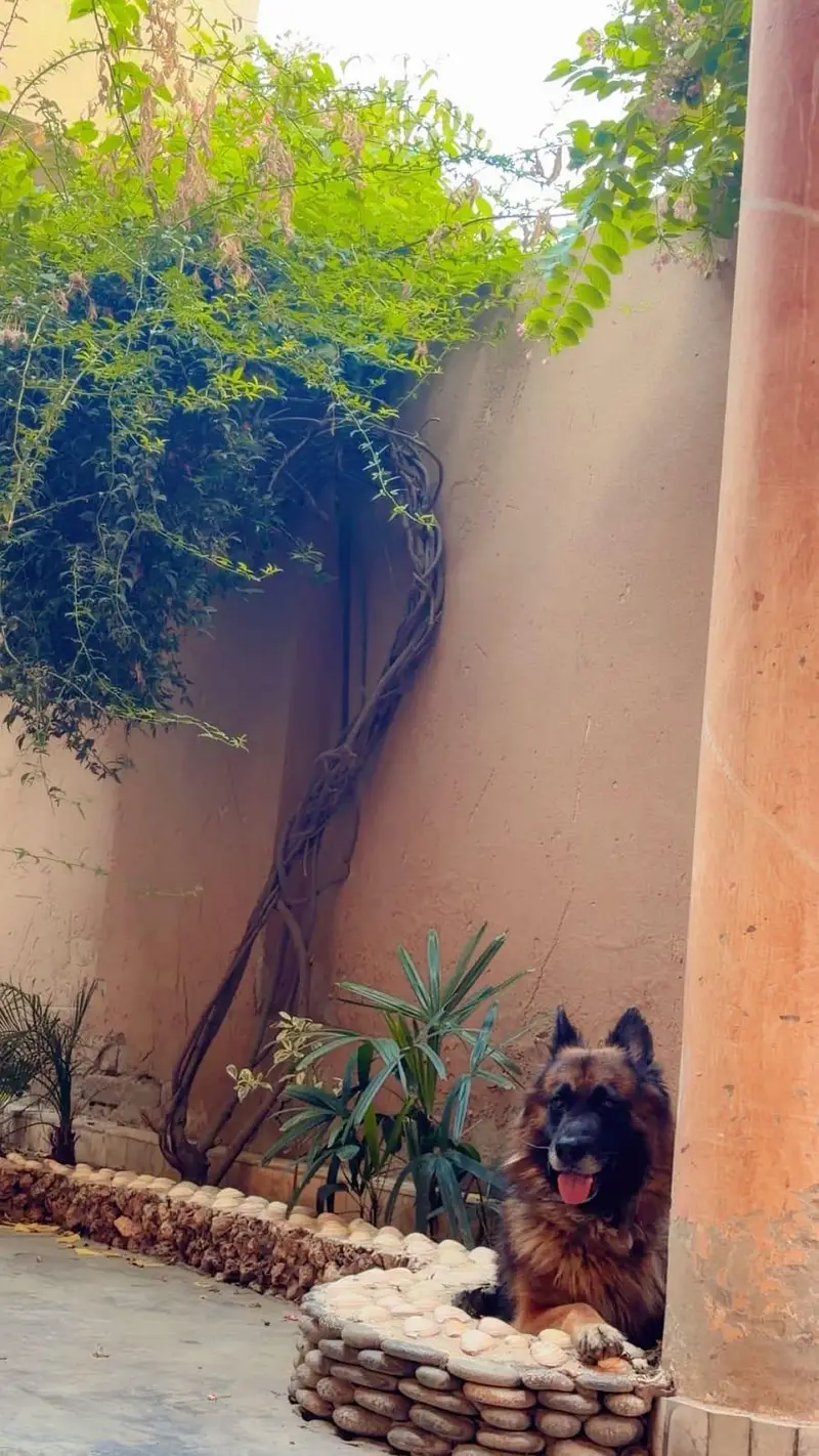 German shepherd long coat stud — photo 2