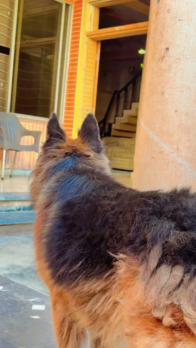 German shepherd long coat stud — photo 3
