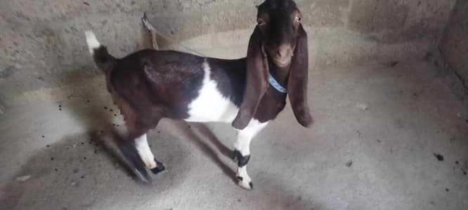 kamori bakri