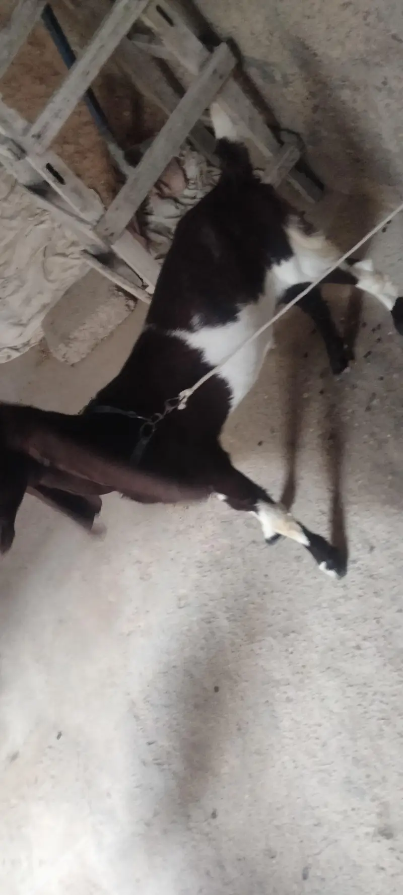 kamori bakri — photo 2
