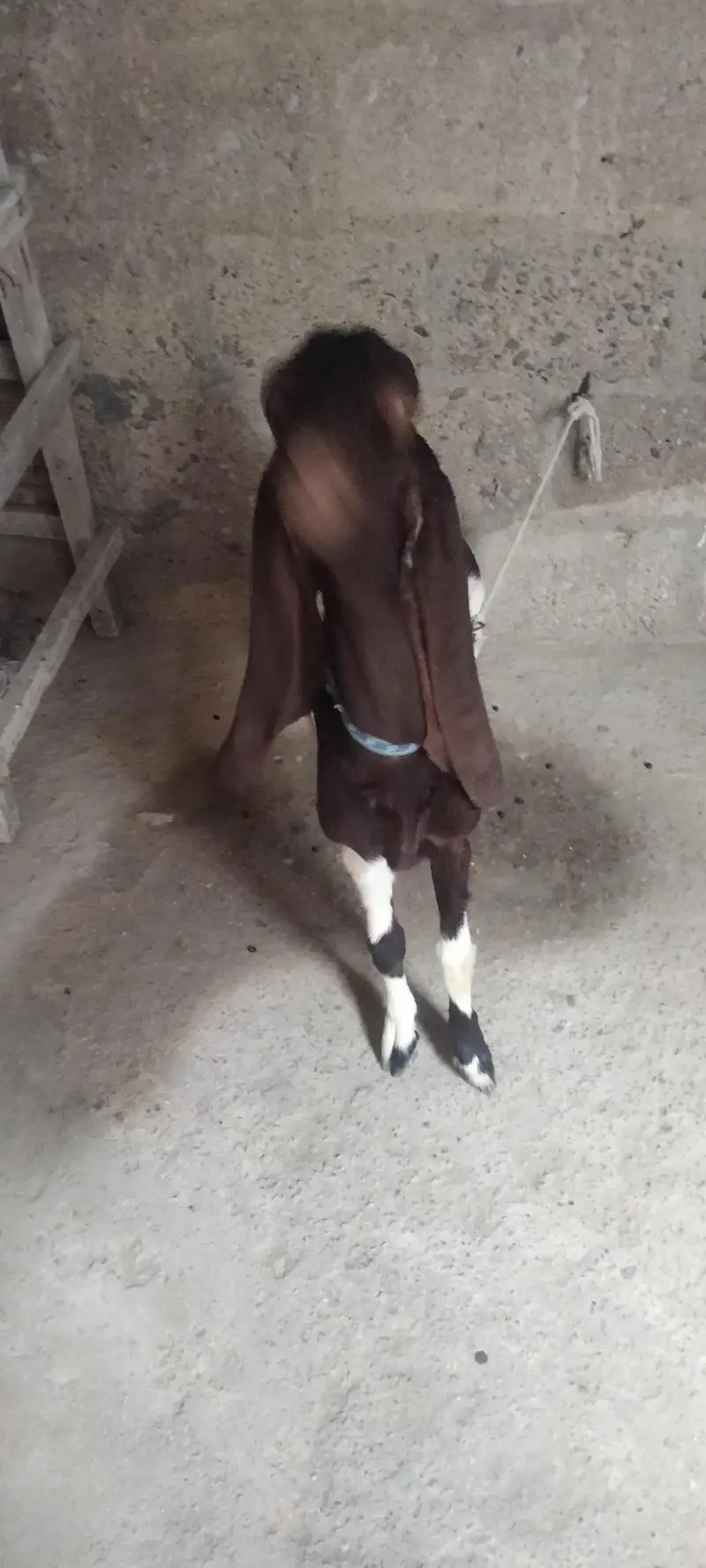 kamori bakri — photo 3