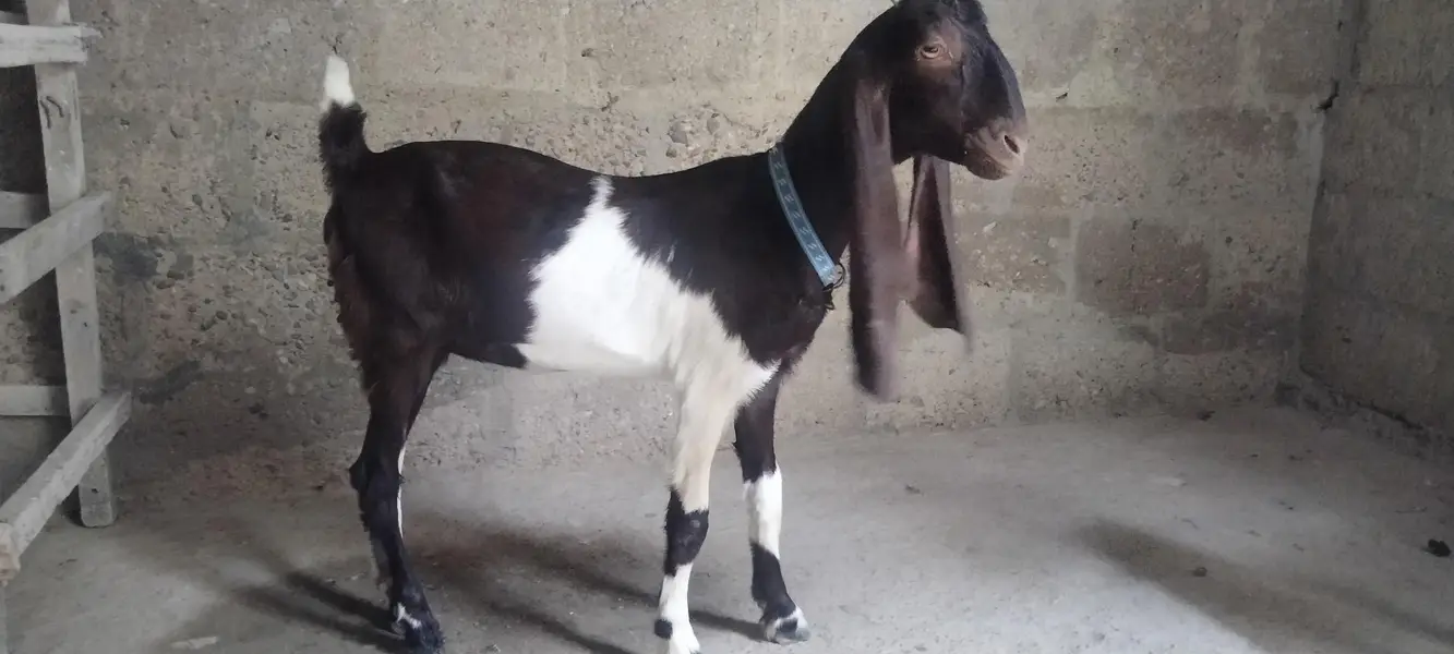 kamori bakri — photo 4
