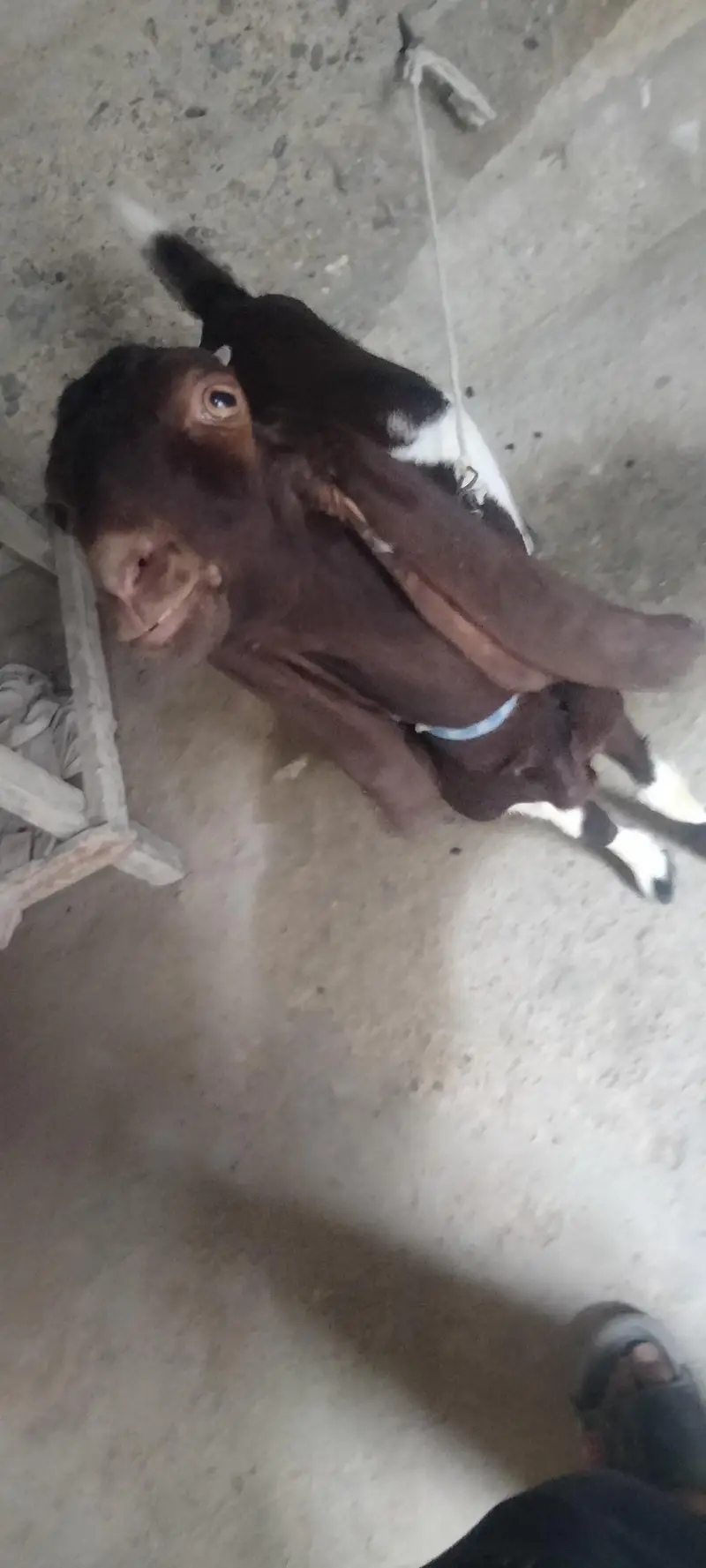 kamori bakri — photo 5