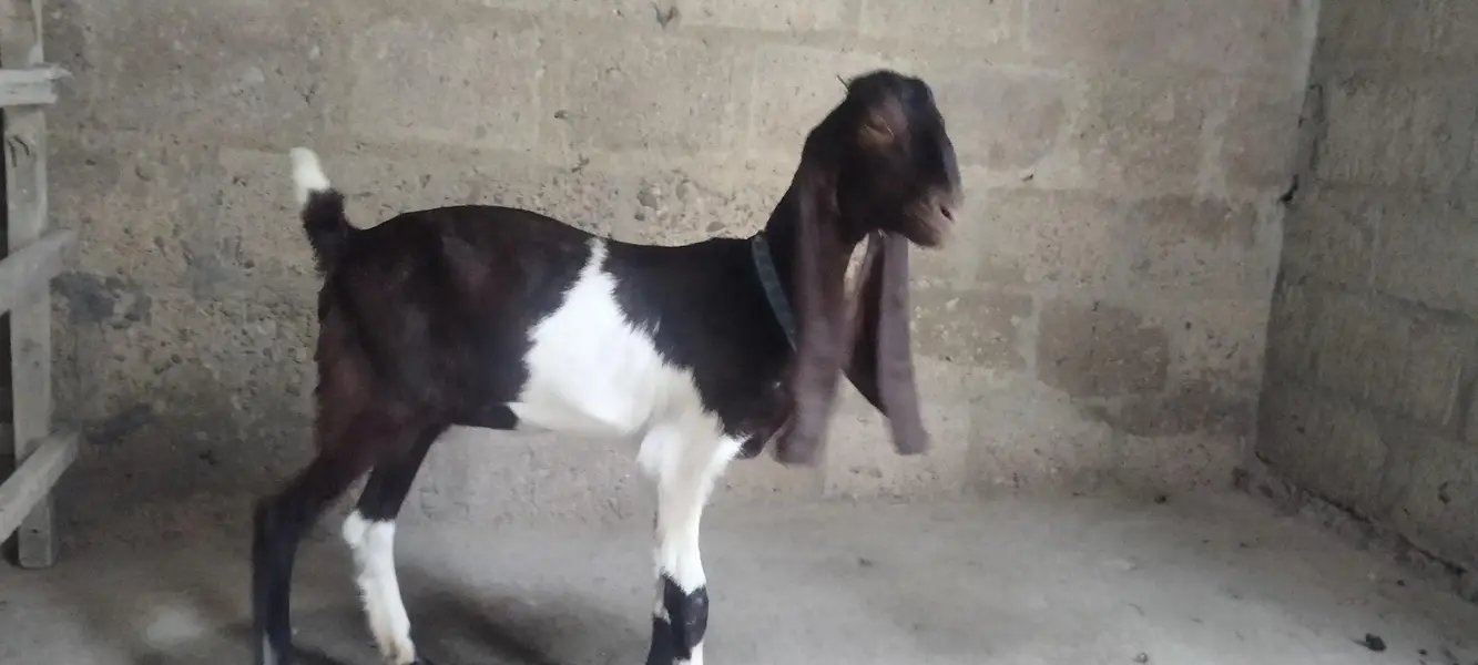 kamori bakri — photo 6
