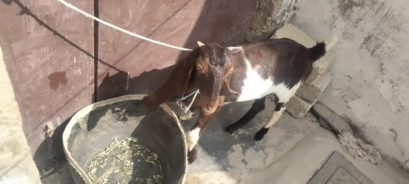 kamori bakri — photo 7