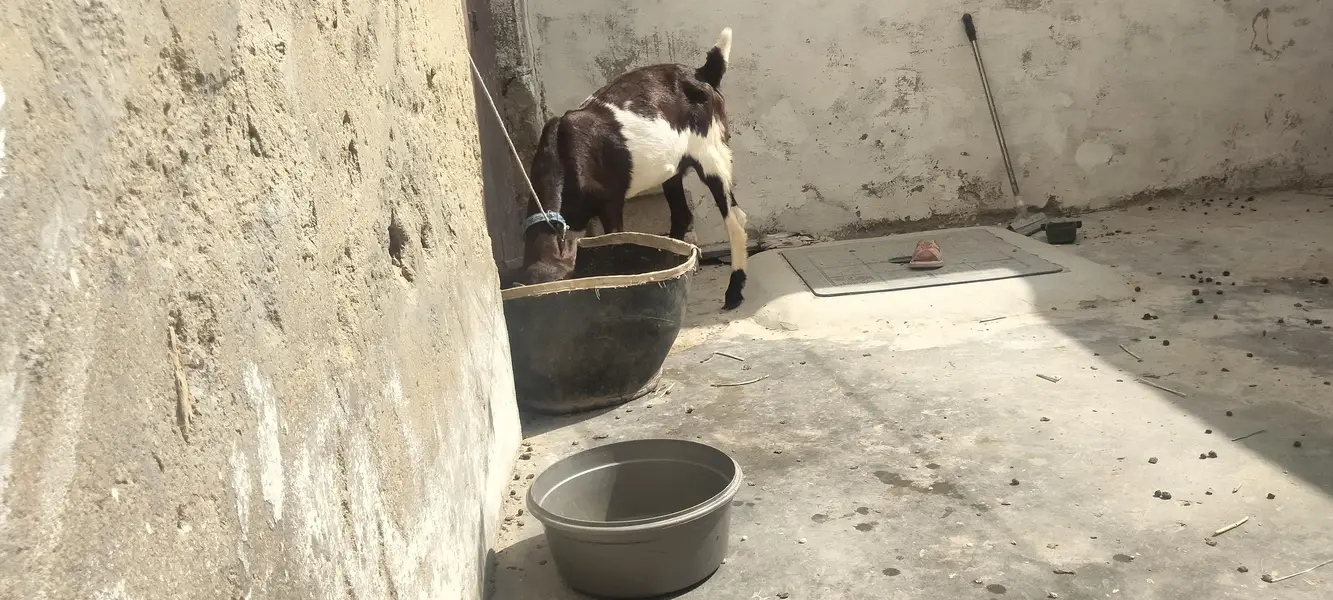 kamori bakri — photo 8