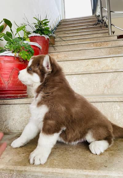 Siberian husky puppy