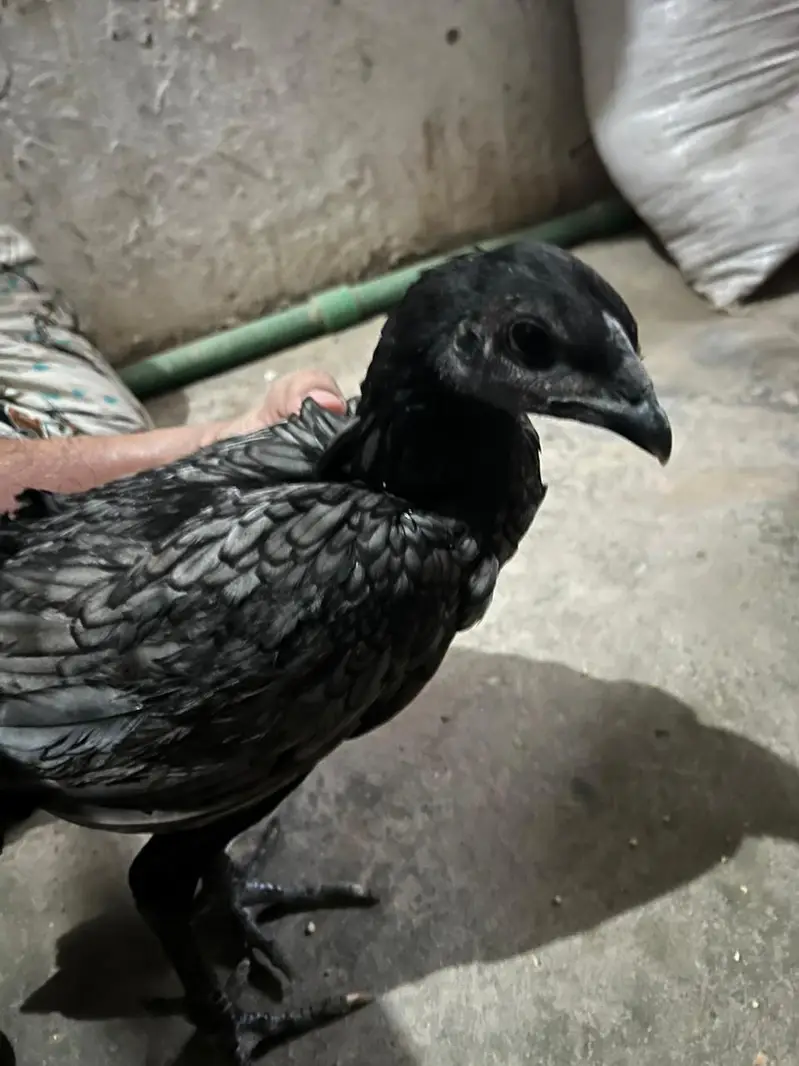 dragan Hen For sale — photo 2