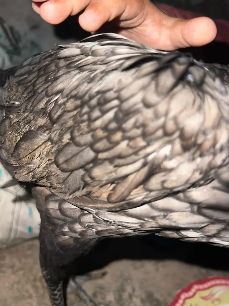 dragan Hen For sale — photo 6