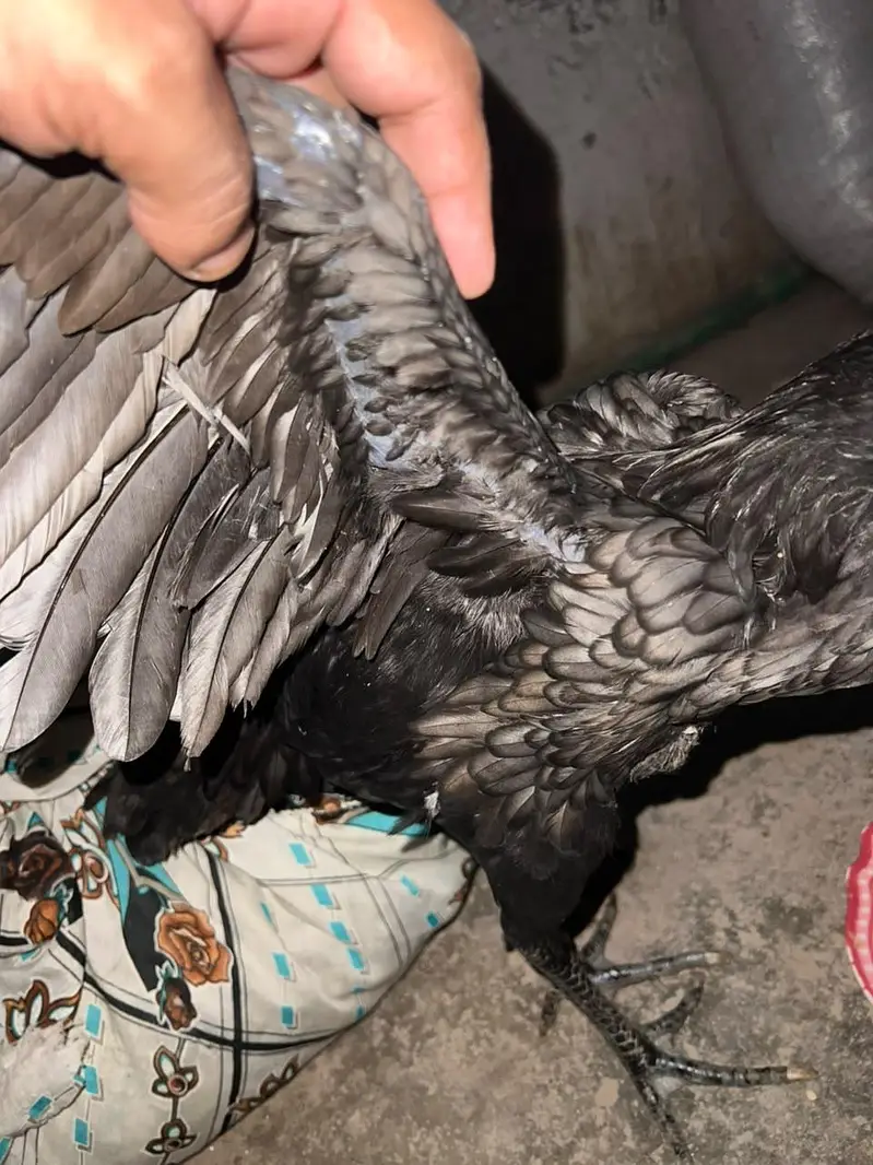 dragan Hen For sale — photo 7