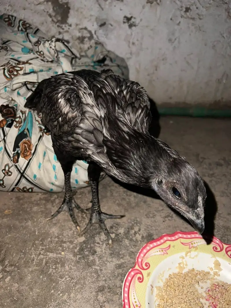 dragan Hen For sale — photo 8