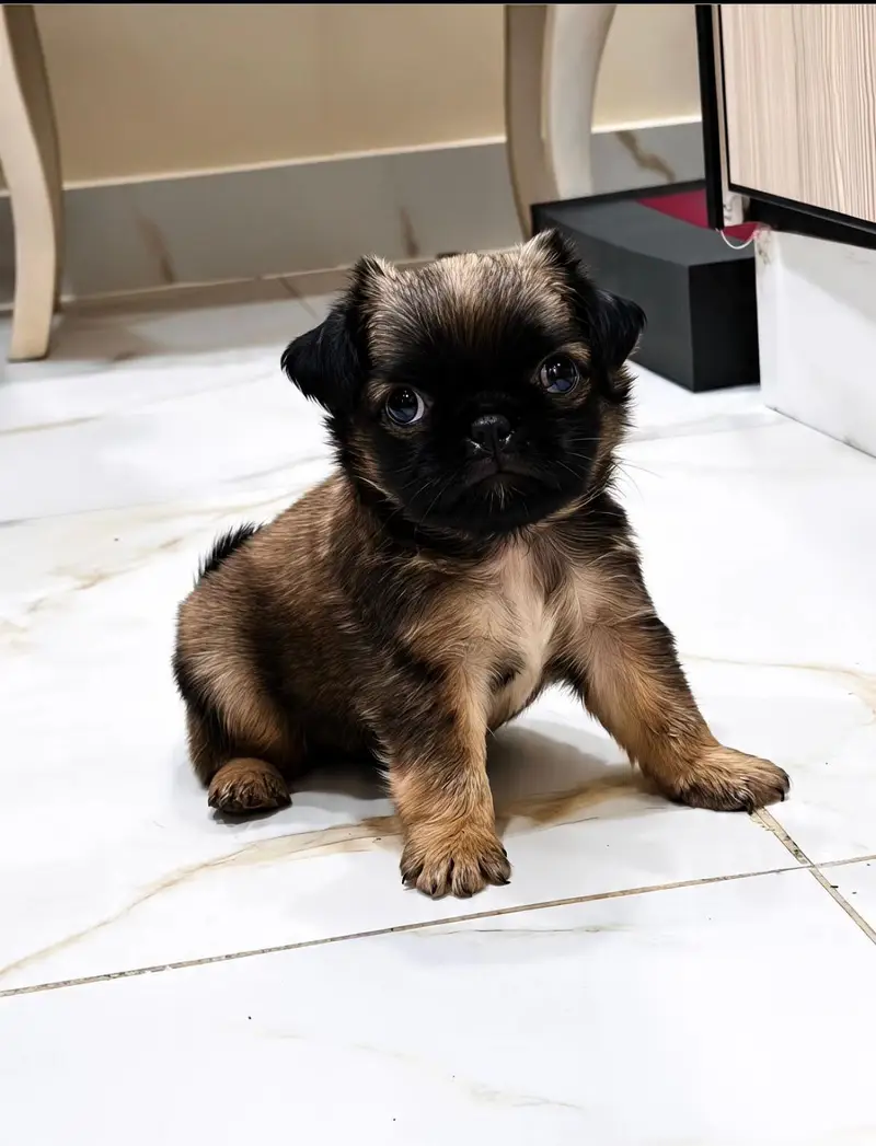 Alpha pug — photo 2