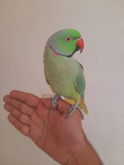 tame male ghr ka Pala mood mai bolta hai