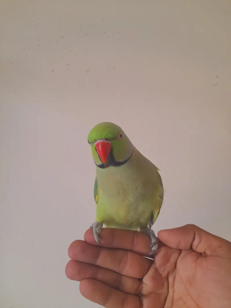 tame male ghr ka Pala mood mai bolta hai — photo 2