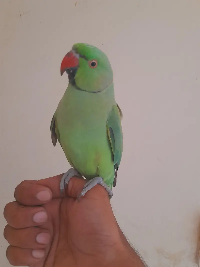 tame male ghr ka Pala mood mai bolta hai — photo 3