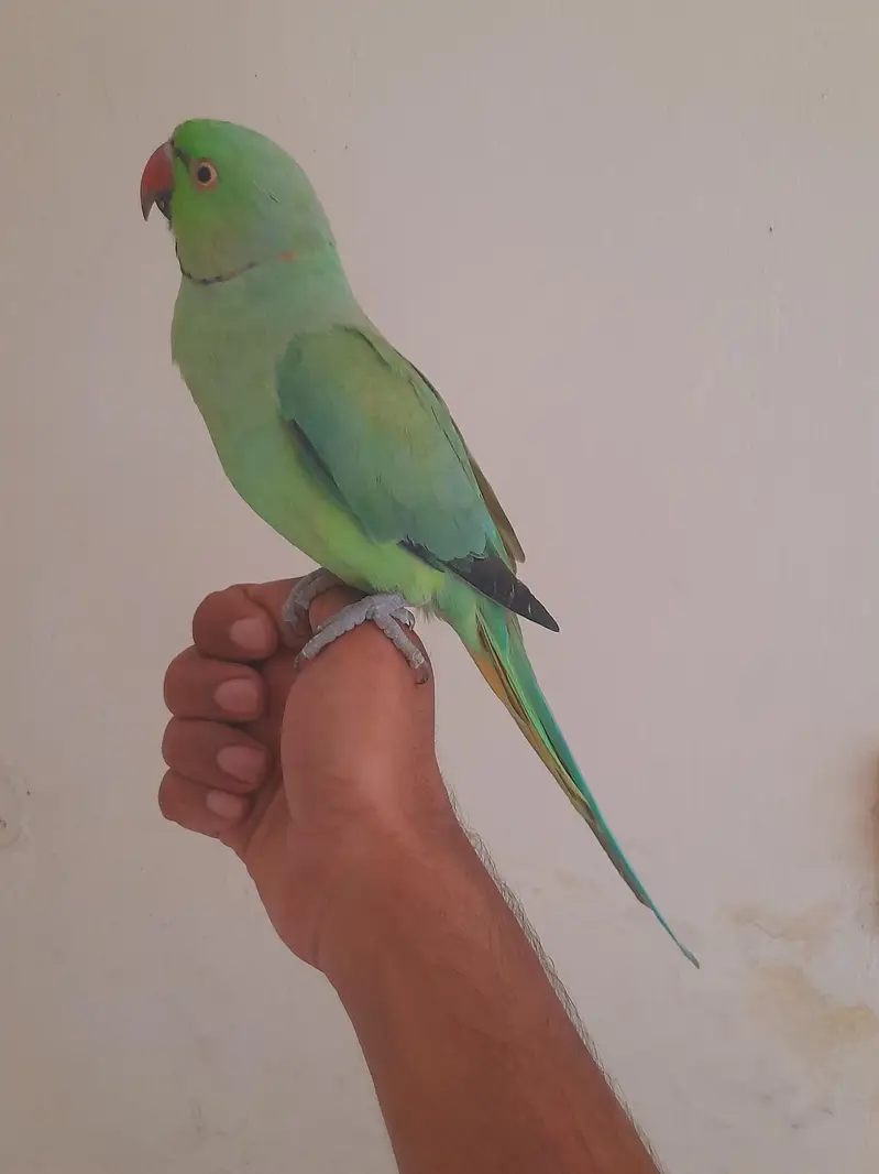 tame male ghr ka Pala mood mai bolta hai — photo 4