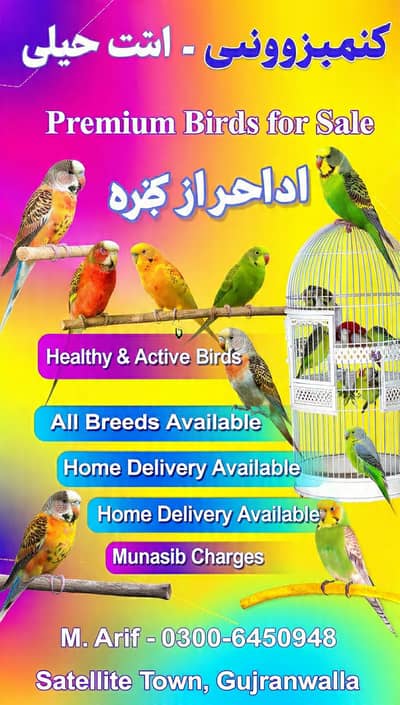 Australian Birds for Sale - Healthy and Active