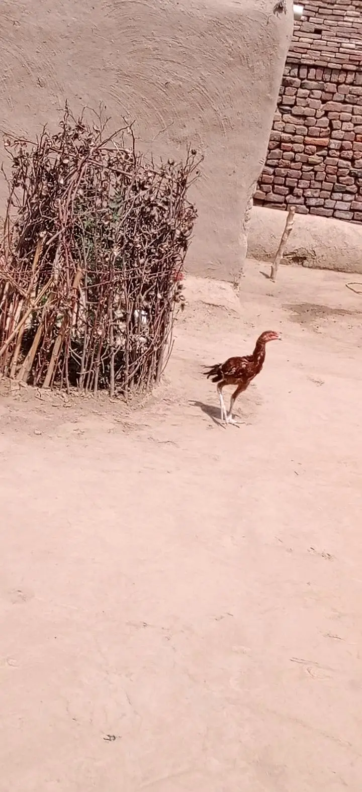 minawali cross hai — photo 2