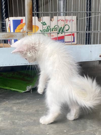 Persian White Long-Hair Kitten_Turkish Angora Type