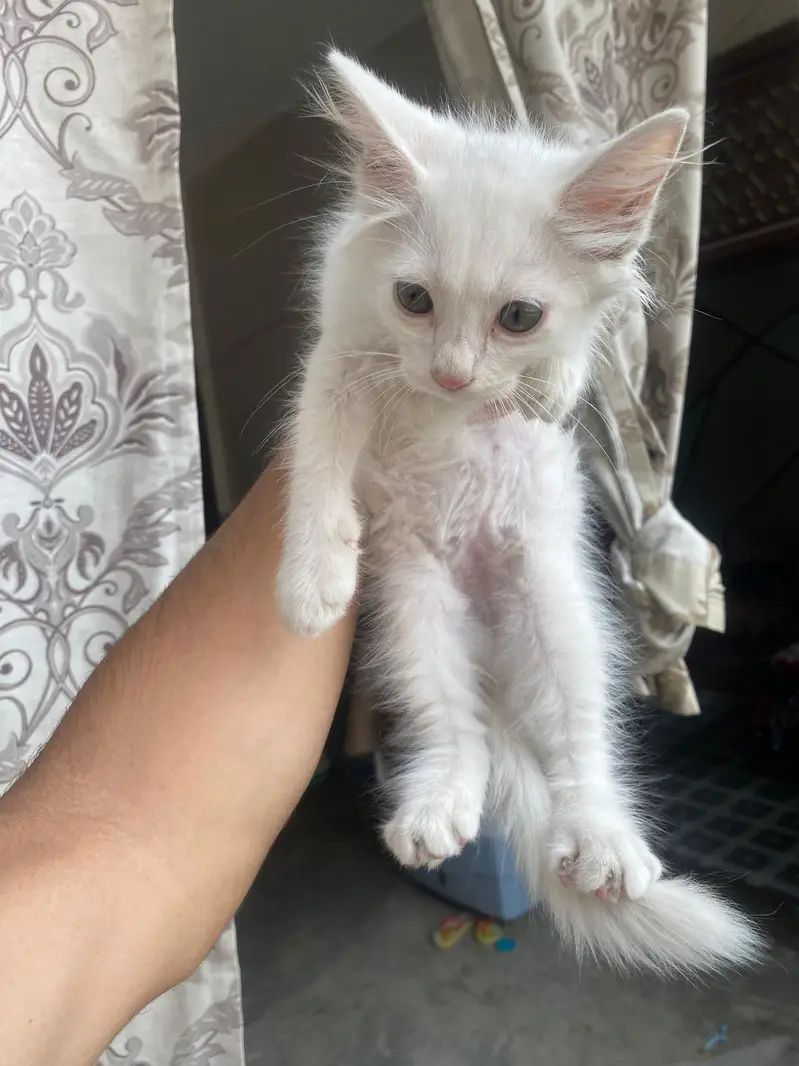 Persian White Long-Hair Kitten_Turkish Angora Type — photo 2