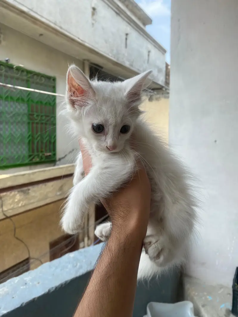 Persian White Long-Hair Kitten_Turkish Angora Type — photo 3