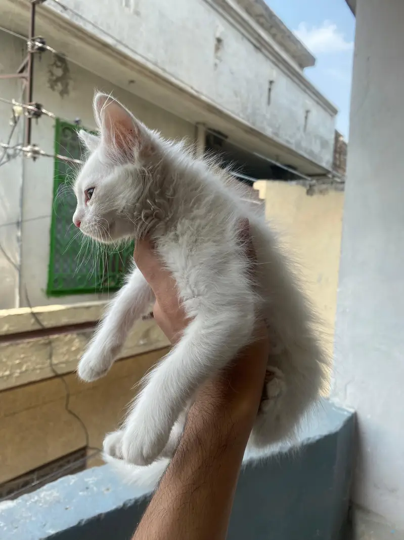 Persian White Long-Hair Kitten_Turkish Angora Type — photo 4