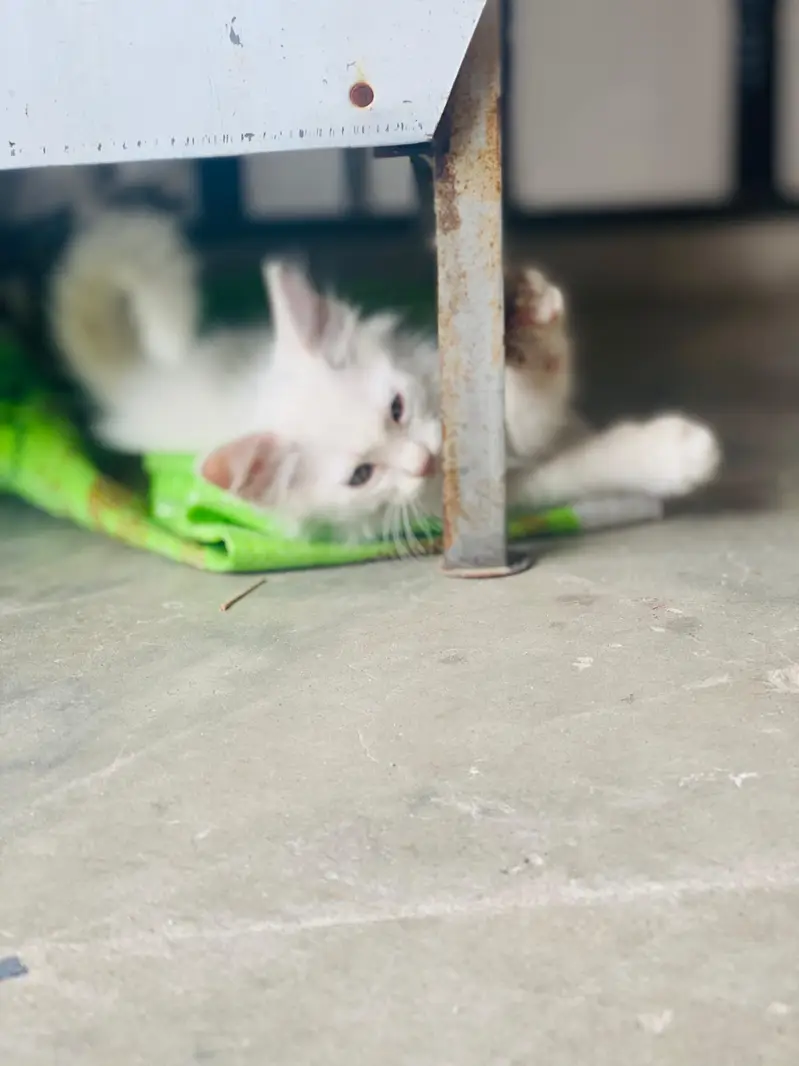 Persian White Long-Hair Kitten_Turkish Angora Type — photo 5
