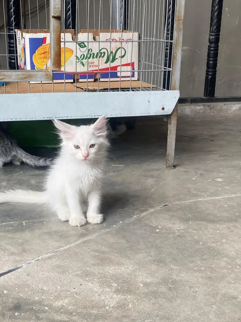 Persian White Long-Hair Kitten_Turkish Angora Type — photo 6